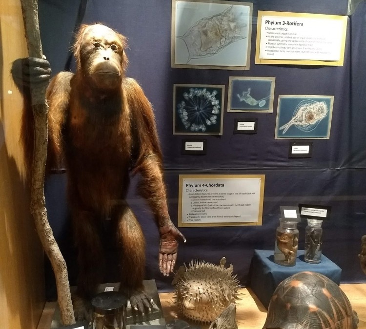 Brant Museum of Zoology (Delaware,&nbspOH)